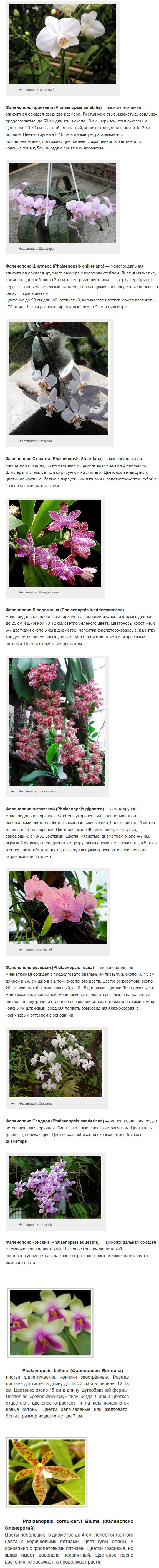 фаленопсис - уход за орхидеями в домашних условиях
