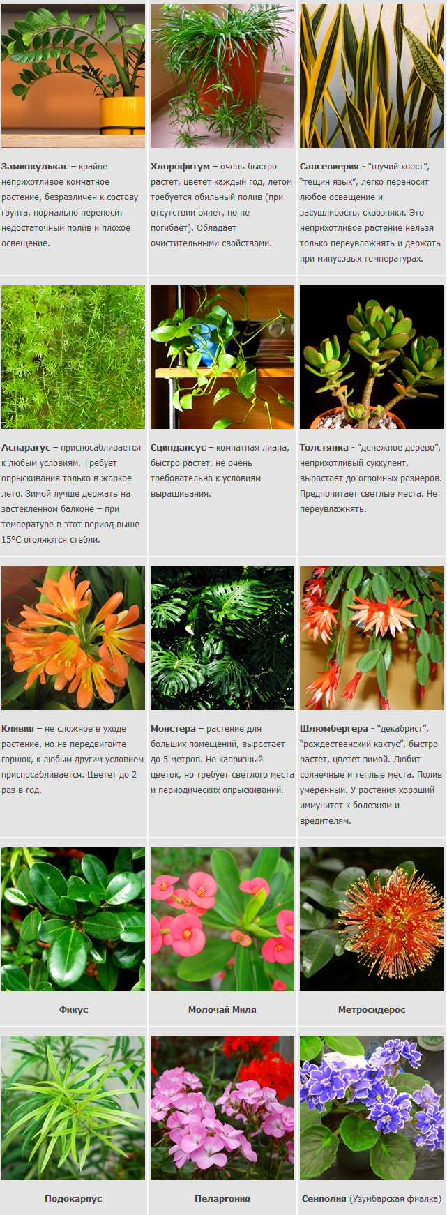 Распространенные Комнатные Растения Фото И Названия