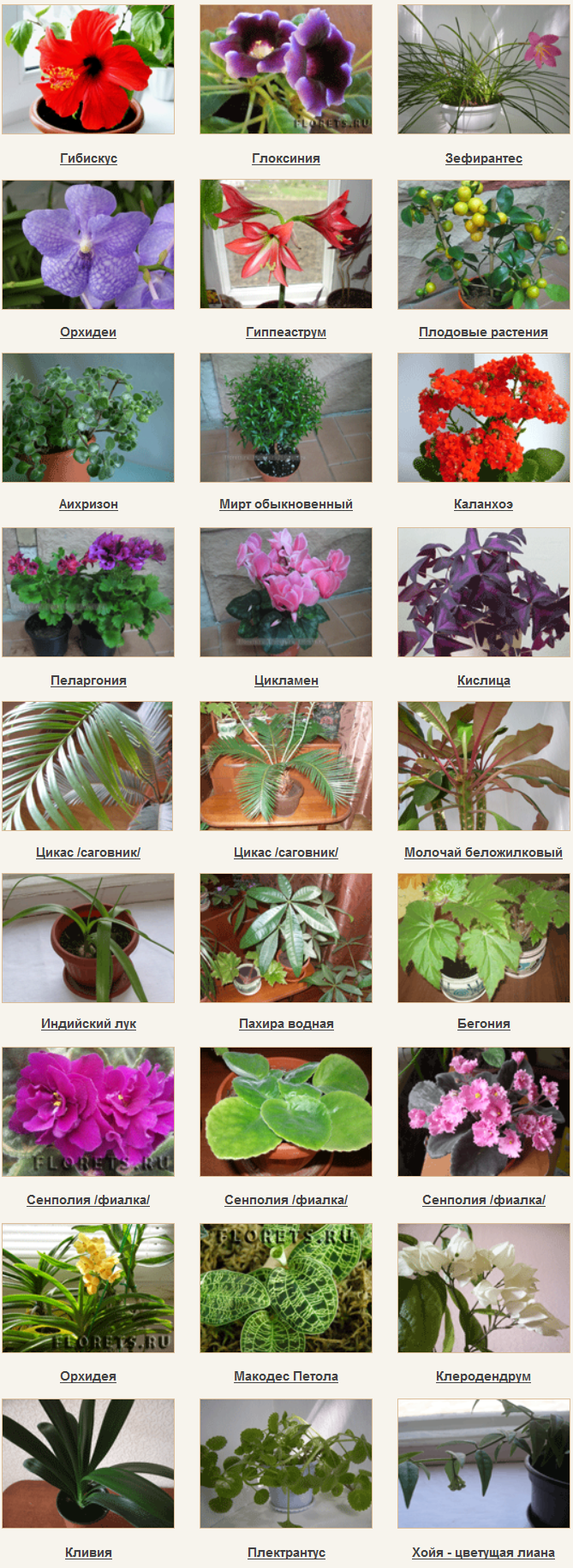 Красивые Комнатные Растения Фото И Названия
