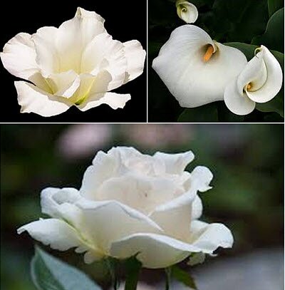 Цветы Белого Цвета Названия И Фото